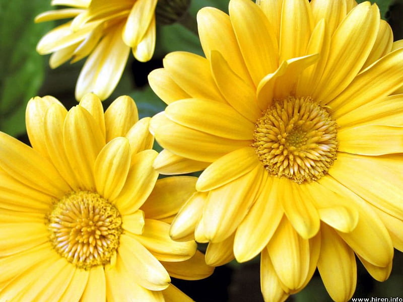 Yellow Flowers For You, yellow, pretty, amazing, lovely, HD wallpaper