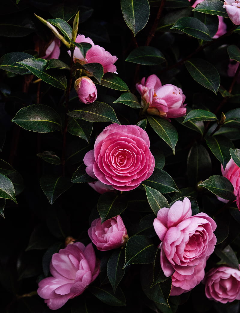 rose, flower, bush, HD phone wallpaper