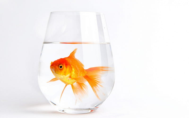Fish, glass, water, orange, aquarium, white, animal, HD wallpaper