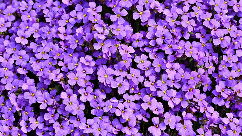 Purple Flowers Background , purple, flowers, HD wallpaper