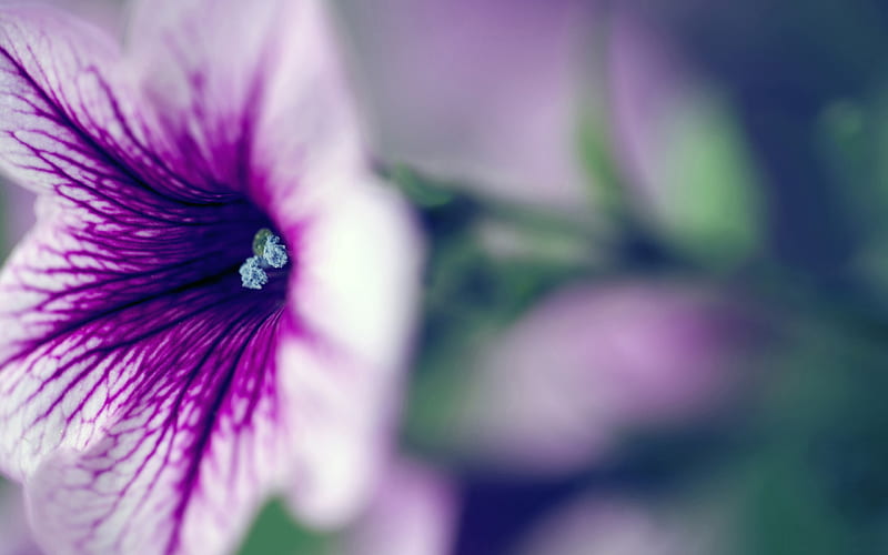 purple petite petunia-, HD wallpaper
