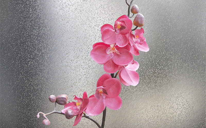 Orchid, flower, glass, pink, HD wallpaper