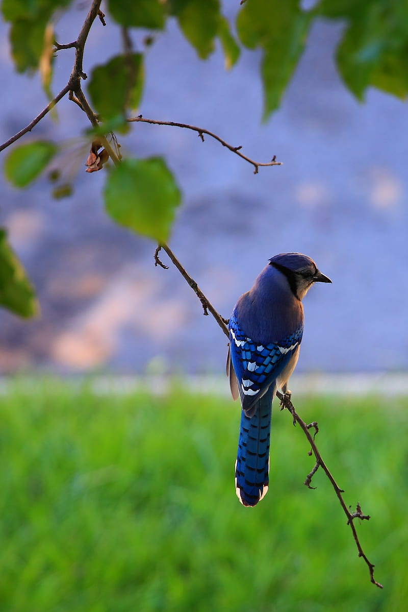 bird, feathers, blue, beak, branch, HD phone wallpaper