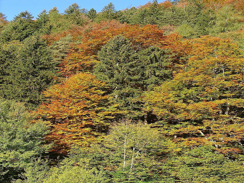 Herbstwald, Herbst, Austria, Forrest, Tirol, HD wallpaper