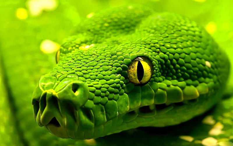 Green Snake, green, slither, scales, eyes, animal, reptile, snake, HD ...