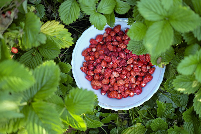 red strawberries on white ceramic bowl, HD wallpaper