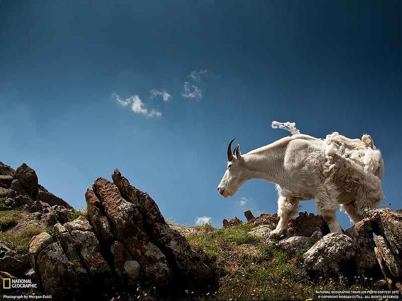Mountain Goat Colorado-National Geographic, HD wallpaper