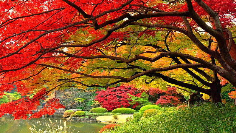 ★Autumn - Garden Japanese★, fall, stunning, japan, autumn, colors, love four seasons, bonito, attractions in dreams, creative pre-made, trees, leaves, graphy, Japanese, gardens, nature, HD wallpaper
