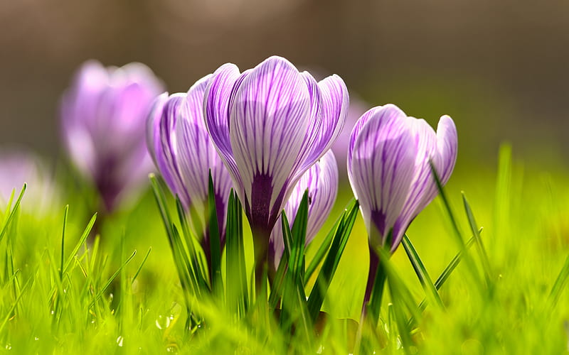 white and pink crocuses, spring, beautiful flowers, crocuses, spring flowers, pink crocuses, HD wallpaper