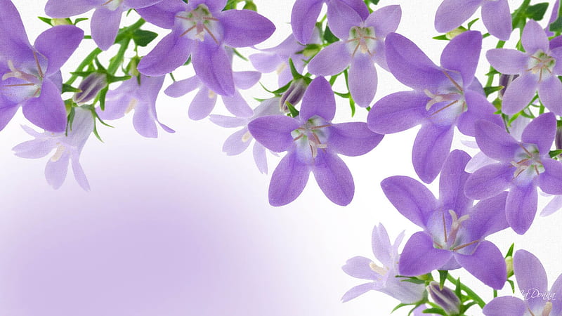 Luxury of Lavender, lilac, puprle, summer, firefox persona, spring, lavender, HD wallpaper