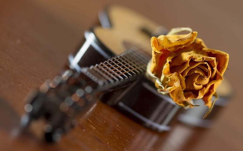 Guitar, flower, rose, music, HD wallpaper Guitar, flower, rose, music, HD wallpaper
