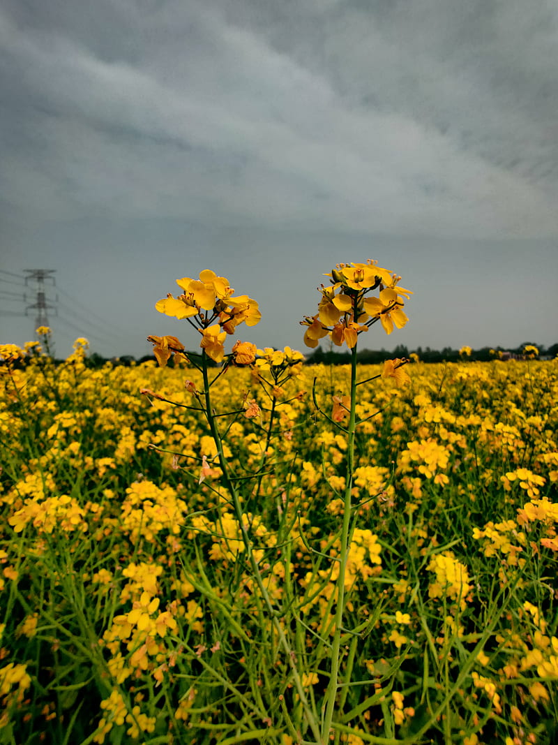 Campo de mostaza, nube, amarillo, Fondo de pantalla de teléfono HD | Peakpx