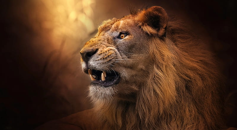 Young Lion Ultra, Animals, Wild, Lion, Animal, HD wallpaper