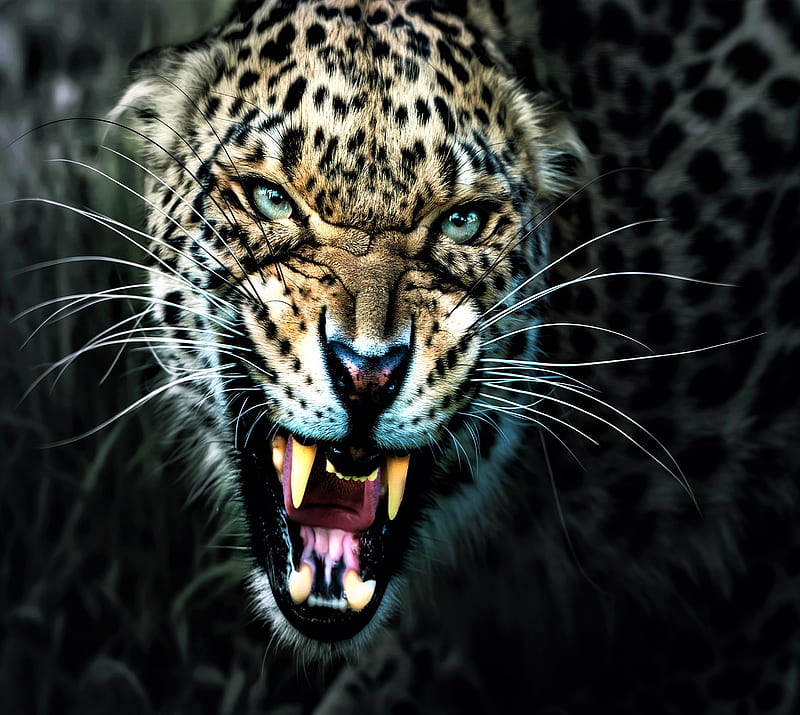 Leopard, HD wallpaper | Peakpx