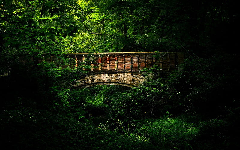 Bridge in Dark Green Forest, green, bridges, dark, nature, forests, HD  wallpaper | Peakpx