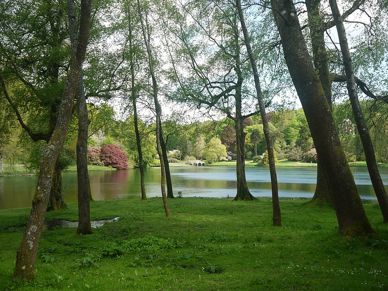 Lake through Trees, Lake, Spring, Shade, Stourhead, HD wallpaper