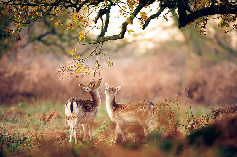 Deers, cute, red, autumn, little, november, couple, animal, deer, HD wallpaper
