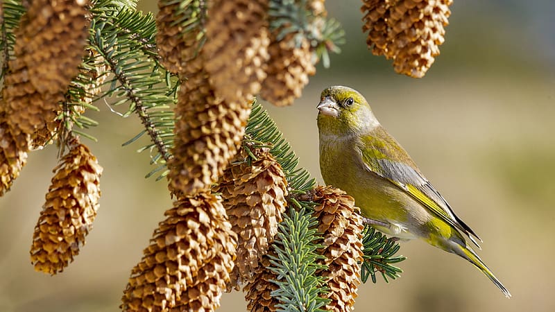 European Greenfinch, bird, pasari, nature, yellow, green, brown, pine cone, greenfinch, HD wallpaper
