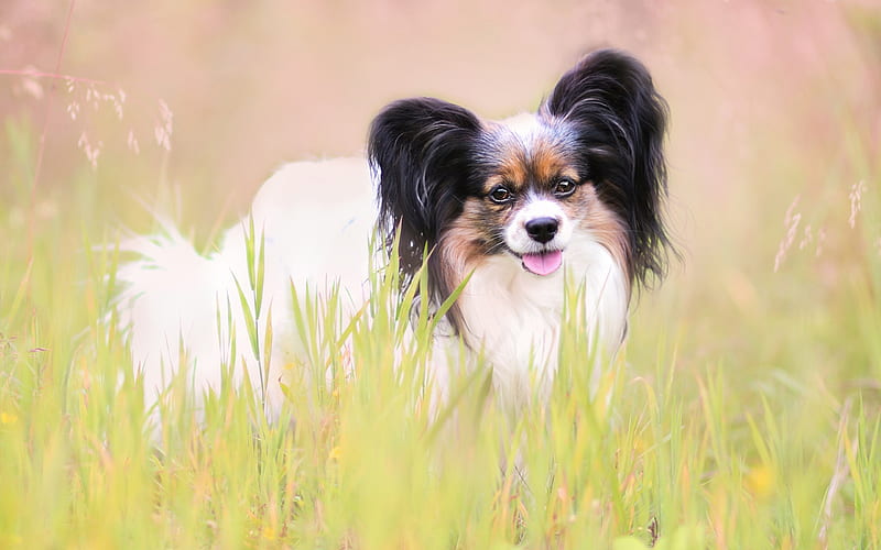 Papillon dog, Continental Toy Spaniel, cute longhair dog, small dog, pets, dogs, HD wallpaper