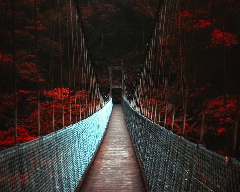 Autumn Bridge, fall, forest, trees, dark, HD wallpaper | Peakpx