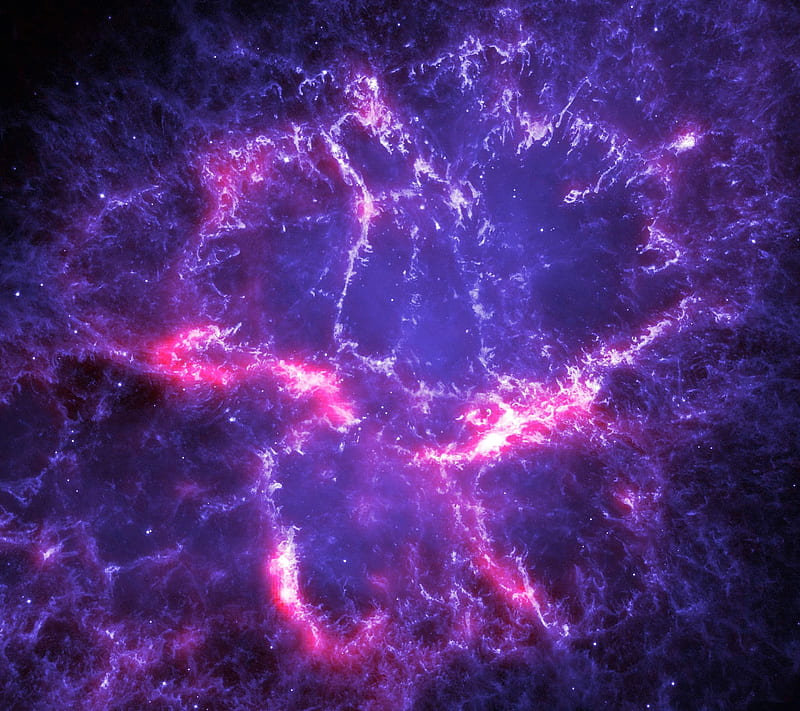 real purple cosmos
