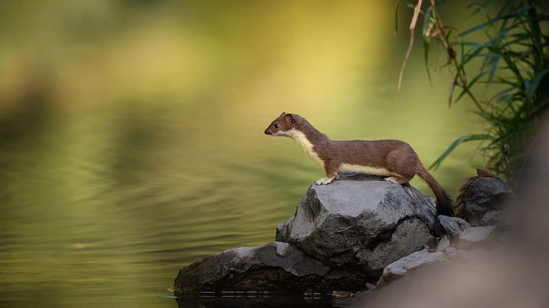 Animal, Marten, HD wallpaper