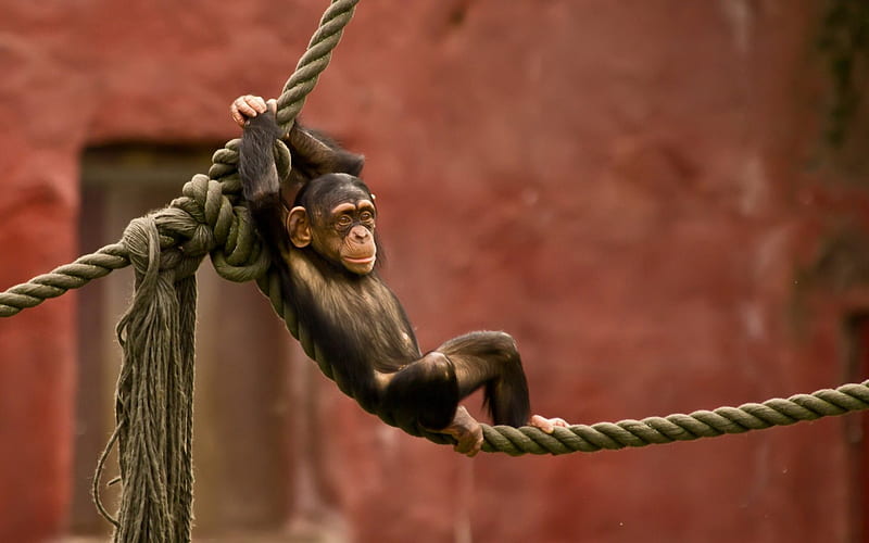 Relaxing hour, cute, monkey, rope, animals, HD wallpaper