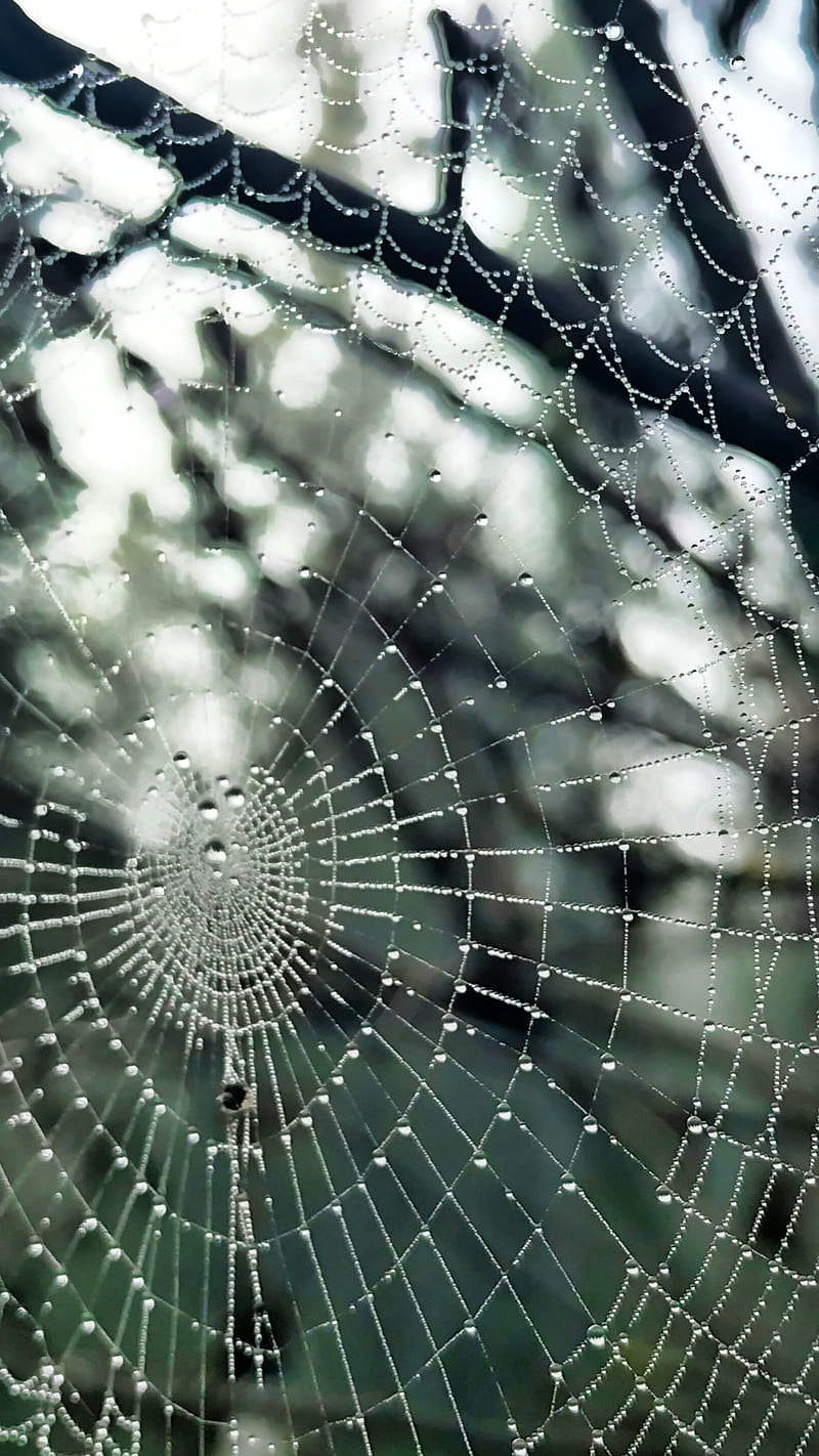 Spider Web Dew, Flowers, brown, dark gree, drops, fall, green, morning, pattern, rain drops, sky, spider web, water, white, HD phone wallpaper