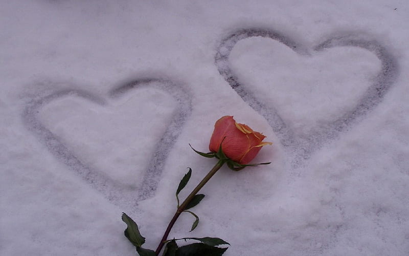 Snow Hearts, romantic, rose, corazones, winter, pink rose, graphy, snow ...