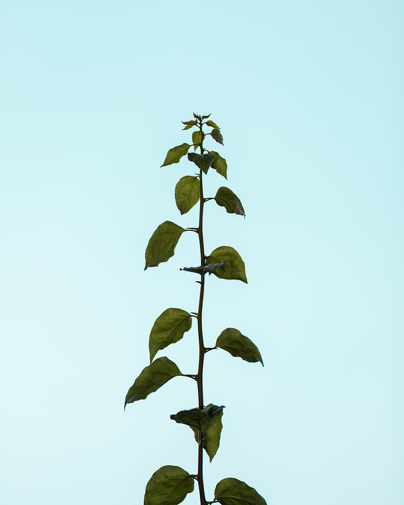 plant, stem, leaves, HD phone wallpaper