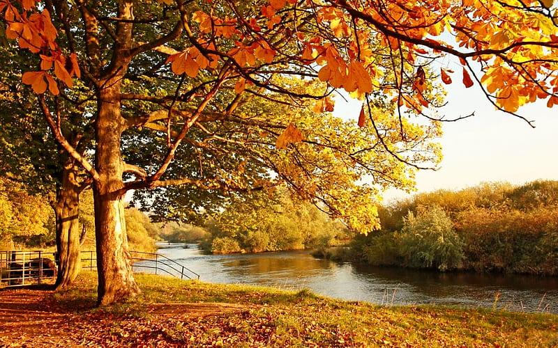 Chestnut in Autumn, Tree, Autumn, Nature, River, HD wallpaper | Peakpx