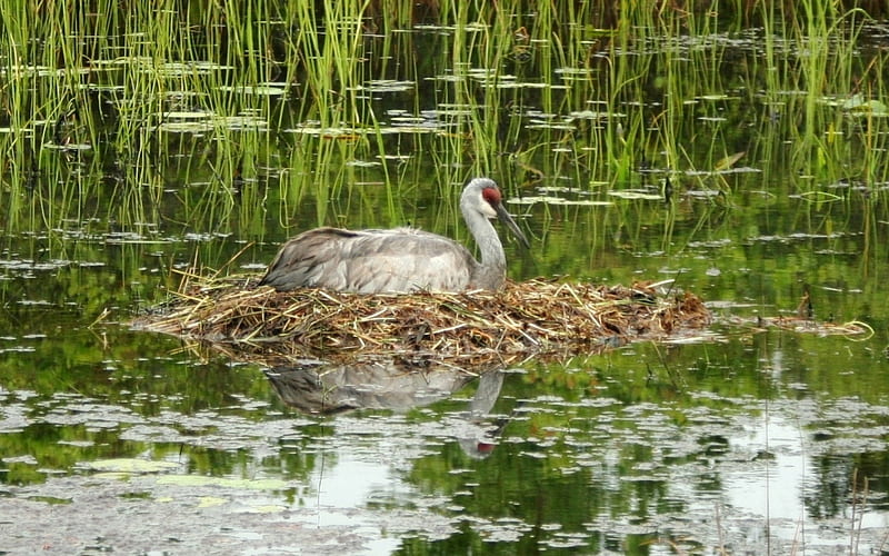 Crane in Nest, bird, swamp, crane, Florida, HD wallpaper