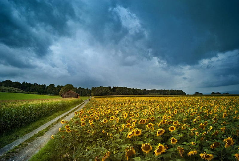 Sad Sunflowers., cloud, flower, path, sunflower, road, sky, HD wallpaper