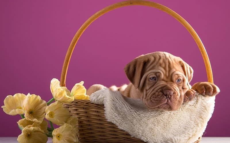 Puppy, yellow, mastiff, animal, dogue de bordeaux, basket, flower, pink, dog, HD wallpaper
