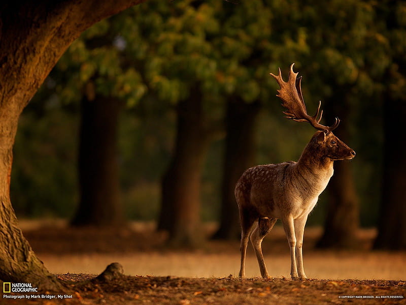 Fallow Deer, Sunrise, forest, nature, animals, deer, HD wallpaper