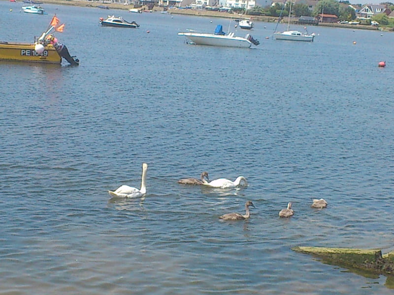 swan family are bk, family, scenic, birds, sunny, swan, sea, cute, beach, boats, HD wallpaper