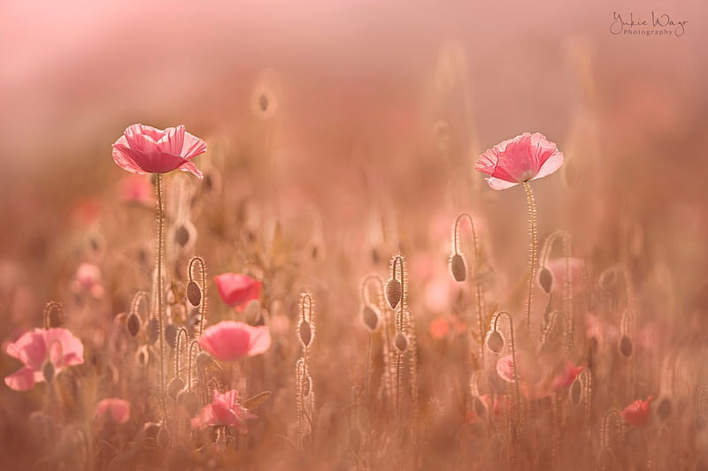 Poppies, poppy, yukie wago, orange, flower, pink, field, HD wallpaper