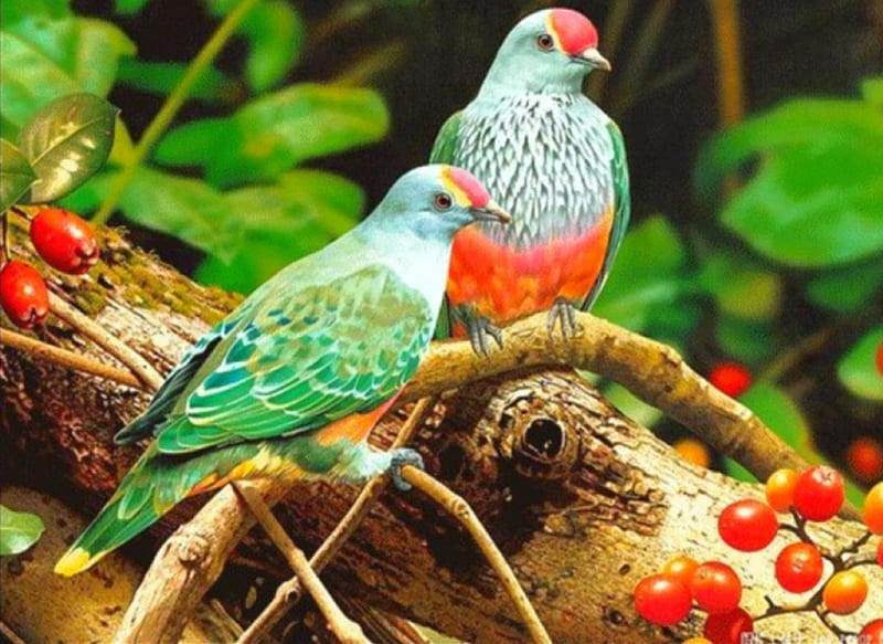 Beautiful Birds, Green, Orange, bonito, Animals, Berries, Birds, HD wallpaper
