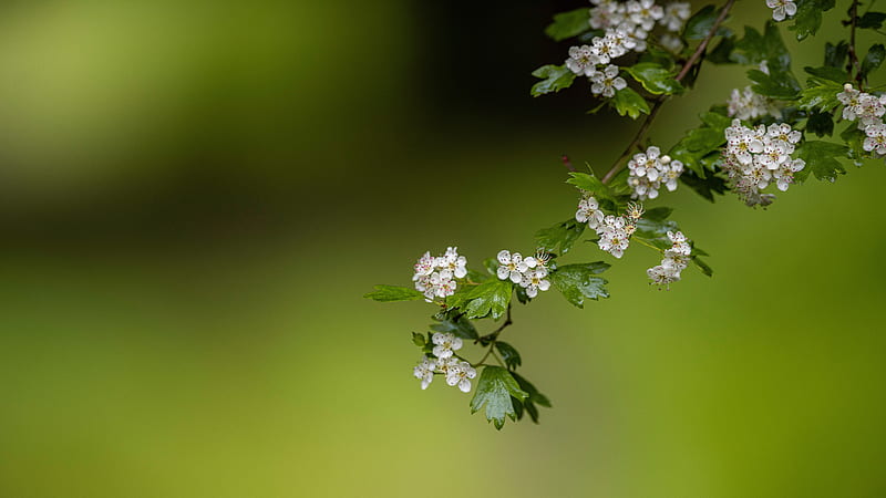 Flowers, Blossom, Branch, Flower, HD wallpaper | Peakpx