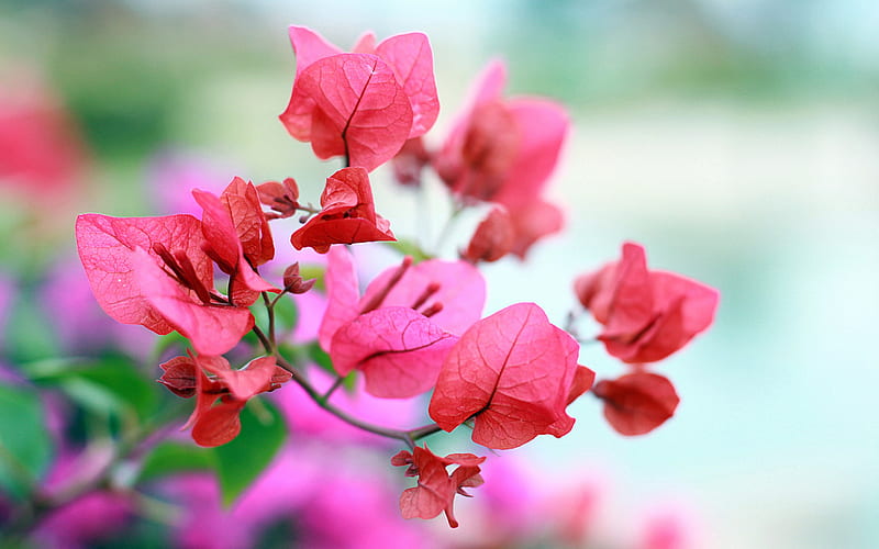Hoa Bogevila hồng, với màu sắc tươi sáng và sức sống mạnh mẽ, là một biểu tượng của vẻ đẹp và niềm vui của mùa xuân. Xem hình ảnh của loài hoa này để tận hưởng một chút không khí mát mẻ và cảm nhận sự độc đáo của thiên nhiên.