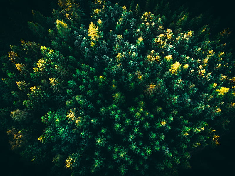 spruce, trees, forest, aerial view, HD wallpaper