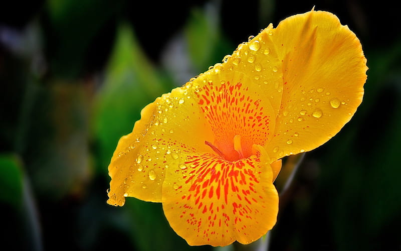 yellow flower with raindrops-Flower, HD wallpaper