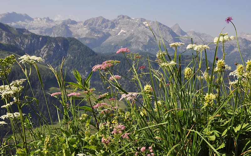 Wildflowers above Berchtesgaden, Germany, clouds, sky, alps, mountains, rocks, HD wallpaper