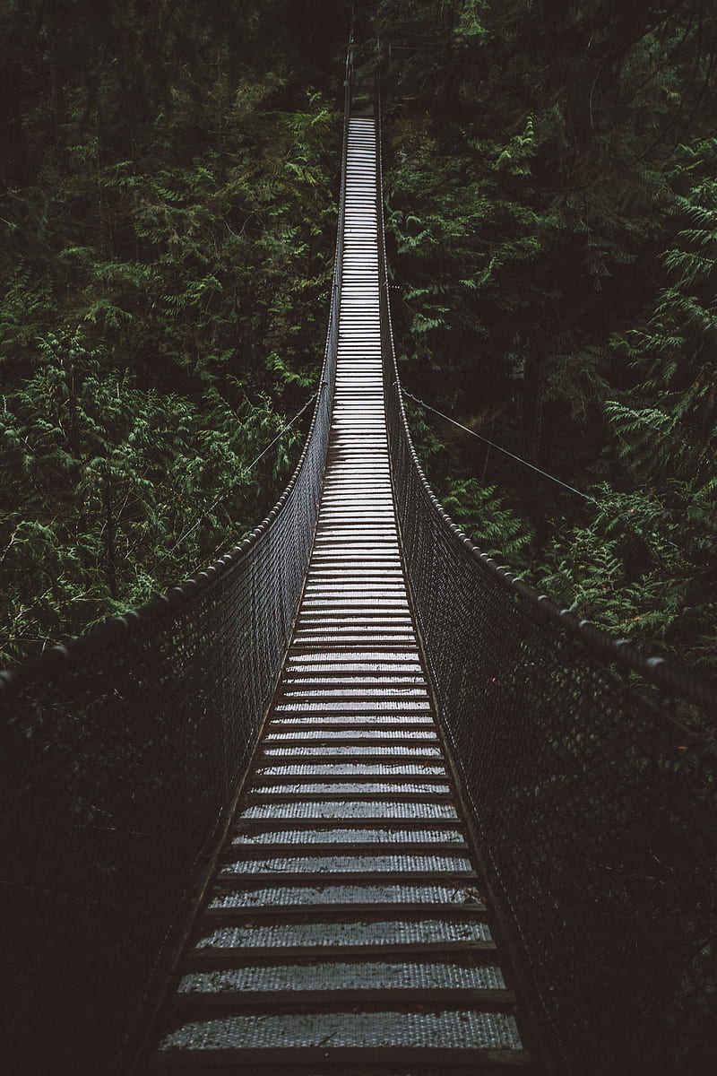 bridge, rope bridge, suspension bridge, forest, trees, height, HD phone wallpaper
