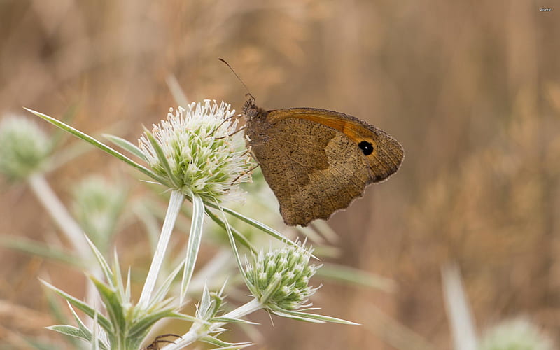 meadow brown, insect, butterfly, brown, meadow, HD wallpaper