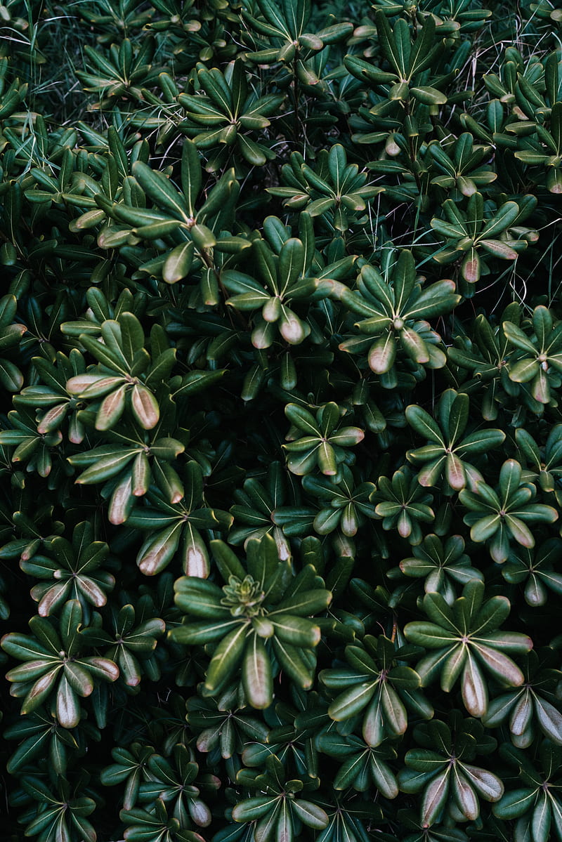 plant, leaves, green, flowers, vegetation, HD phone wallpaper