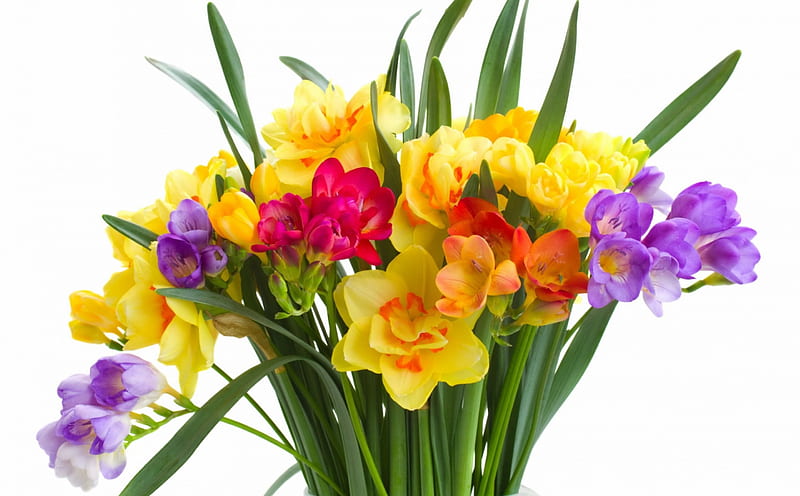 sias, yellow, spring, sia, green, purple, bouquet, flower, white, pink, HD wallpaper