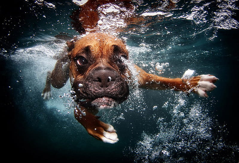 Funny face, underwater, caine, bubbles, funny, puppy, dog, animal, HD wallpaper