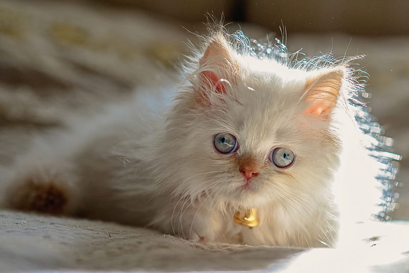 Cats, Persian cat, Blue Eyes, Himalayan Cat, Kitten, Persian Cat, HD wallpaper