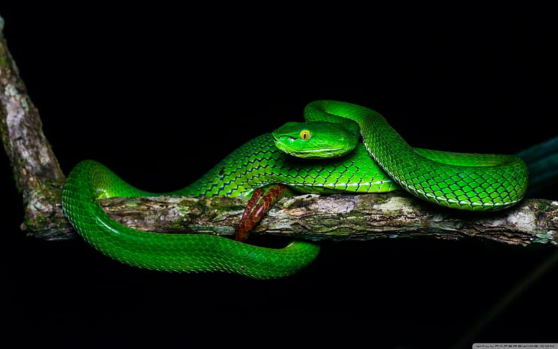 green pit viper, viper, pit, green, snake, HD wallpaper